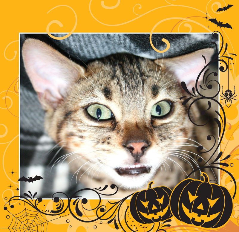 What's happening in St. Augustine Oct. 2025