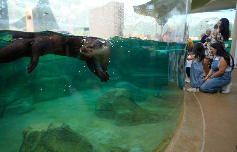 Otters swim in their tank in the Florida Waters gallery. Mote Marine Laboratory and Aquarium opened the doors to the new Mote Science Education Aquarium (SEA) for members on Monday morning, Oct. 6, 2025. The aquarium will open to the public on Wednesday, Oct. 8, 2025.