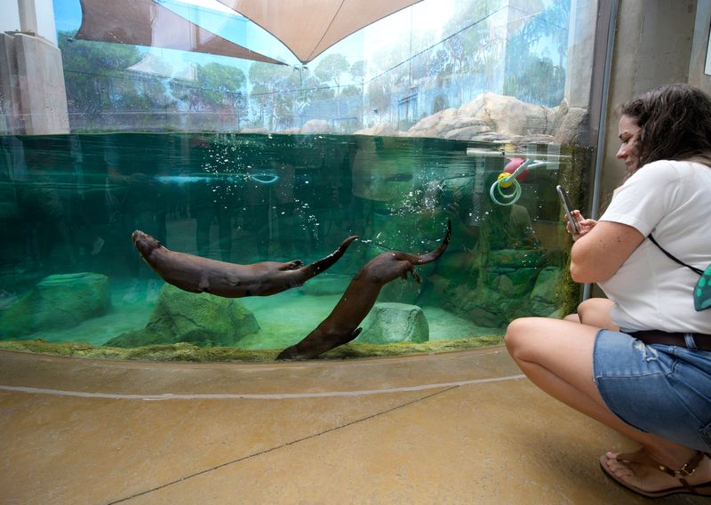 Otters perform for visitors in the Florida Waters exhibit. The new Mote Science Education Aquarium (SEA) in Sarasota at University Town Center is now open to the public. The 146,000 square-foot aquarium is twice the size of the previous aquarium on City Island.
