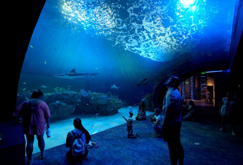 Visitors watch as sharks and other fish swim above them in the 400,000-gallon Florida Gulf Waters exhibit. The new Mote Science Education Aquarium (SEA) in Sarasota at University Town Center is now open to the public. The 146,000 square-foot aquarium is twice the size of the previous aquarium on City Island.