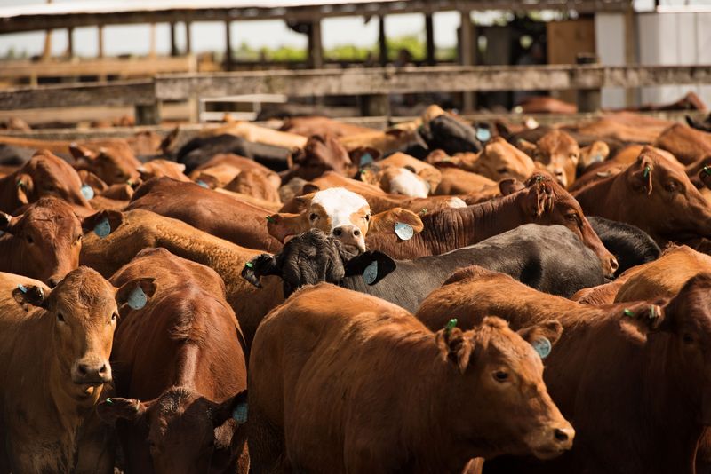 Deseret Ranch in Central Florida is the most productive cow-calf ranch in the United States.