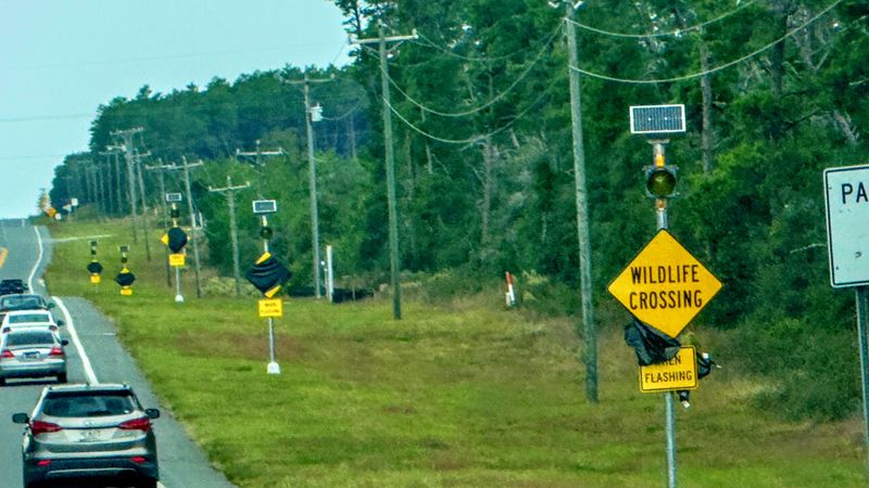 Flashing wildlife signs are being installed along State Road 40 in and adjacent to Ocala National Forest lands traversed by migrating bear and other animals. The signs have been installed from Astor westward and the project is expected to be completed by the end of the year with further data analysis in the months afterward.