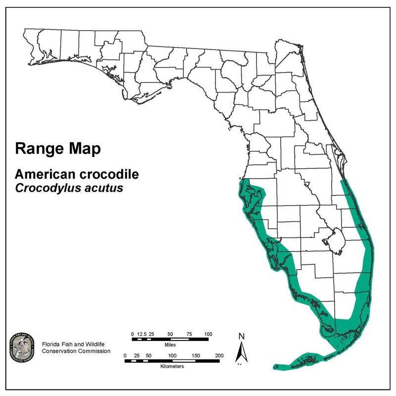 Shy and reclusive, the American crocodile can be found in brackish or saltwater areas, ponds, coves, and creeks in mangrove swamps, mostly along the coast in Florida.