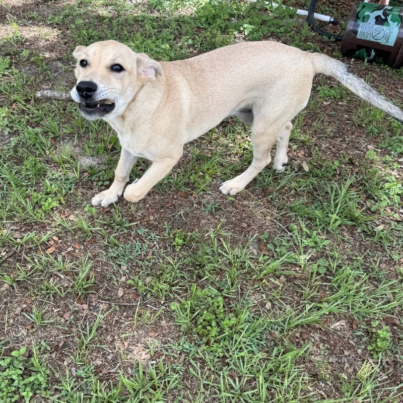 Meet Bishop, not a member of the clergy, but a lay resident of the canine community. This yellow Labrador young ‘un oozes exuberance when it comes to just about any fun activity during daylight hours. Game of tag? He’s It. Dance? he’ll lead with an epic tail wag. During a recent sleepover, Bishop interacted well with two kiddos but could benefit from restraints on road trips until he’s acclimated to travel. Bond with Bishop soon and help him grow with your family.