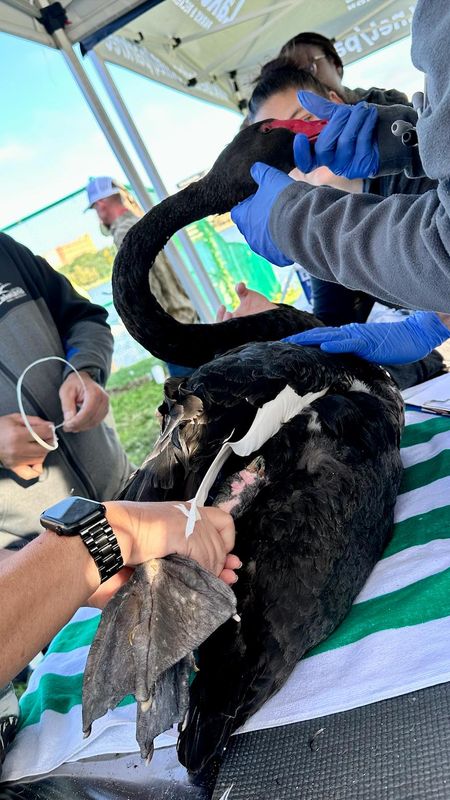 A 9-year-old Austrailan black male swan was injured as its wing and right leg were tangled on a piece of plastic baler twine. The photo shows where the twine rubbed the swan's leg to a raw pink.