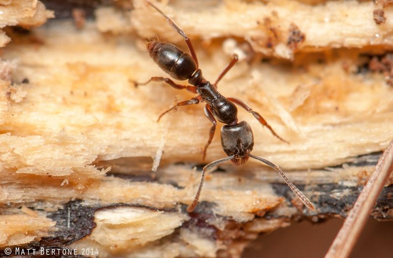 Asian needle ants are an invasive species that have spread throughout North Carolina. They can have significant impacts on humans, thanks to their venomous stinger, and on the environment by outcompeting native insect species.
