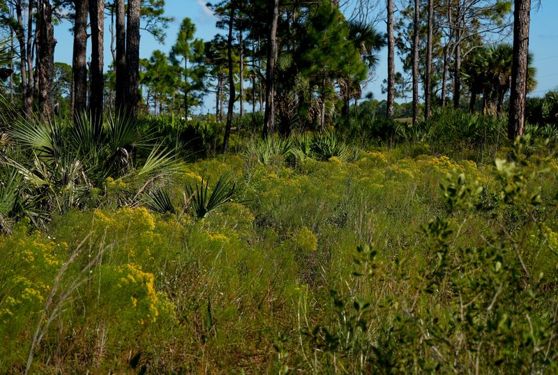 Fall-blooming native flowers and grasses illuminate the St. Sebastian River Preserve State Park, Nov. 3, 2025. Native flowering plants like blazing stars and goldenrods can be seen throughout the 23 distinct natural communities in the preserve's almost 22,000 acres, 3 miles north of the city of Fellsmere in Indian River County. The park is at 1000 Buffer Preserve Drive, and is open daily 8 a.m. to sunset.
