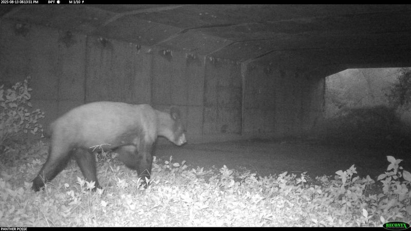 This is an example of the wildlife crossing that will be built on State Road 82 in Collier County through a partnership with Alico, Inc. and Florida Department of Transportation.