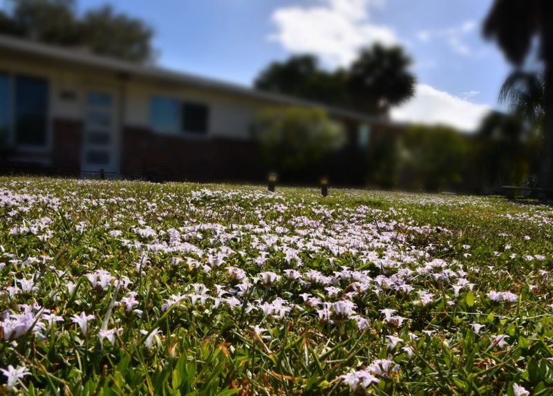 Florida snow blankets a yard. What Floridians call “snow” is also called pusley, Florida pusley and Mexican clover, though it is neither a clover nor native to Mexico. Scientifically, it's called Richardia grandiflora. If you want to be extra scientific, it’s a member of the family Rubiaceae, which is comprised of 15 different species of flowering plants.
