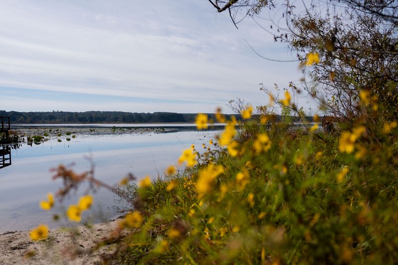 Carr Lake is a part of the Lake Jackson Aquatic Preserve.