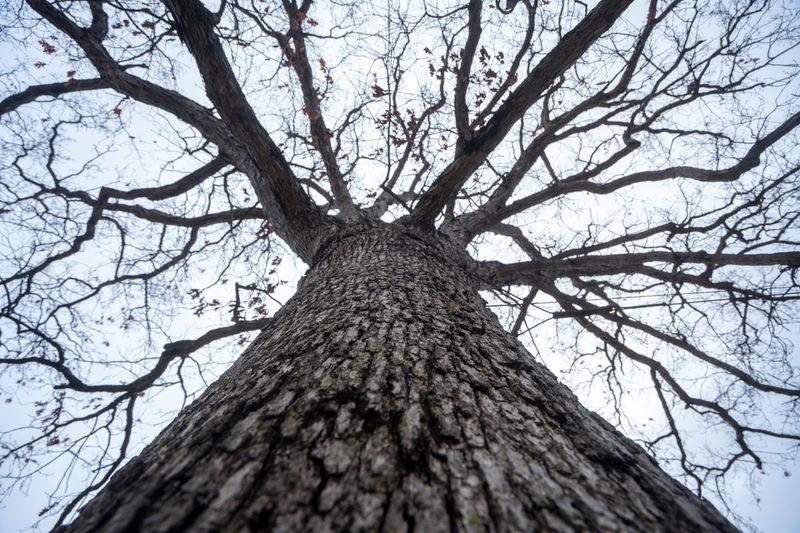 When an oak tree's roots cross property lines, who's to pay for the damage?