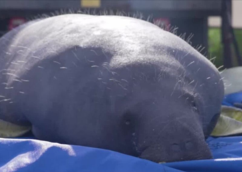 In September, Barber became the 42nd rehabilitated manatee released back into the wild by SeaWorld Orlando's Rescue Team.