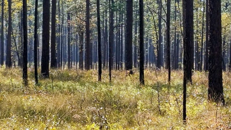 Scene from the Apalachicola National Forest.