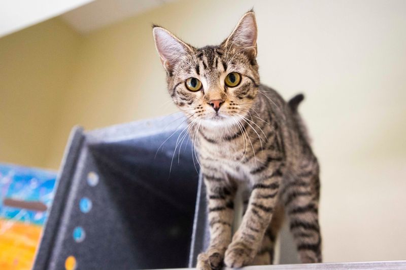 A cat up for adoption on Tuesday, Nov. 23, 2021 at the Collier County Domestic Animal Services building in Naples, Fla.