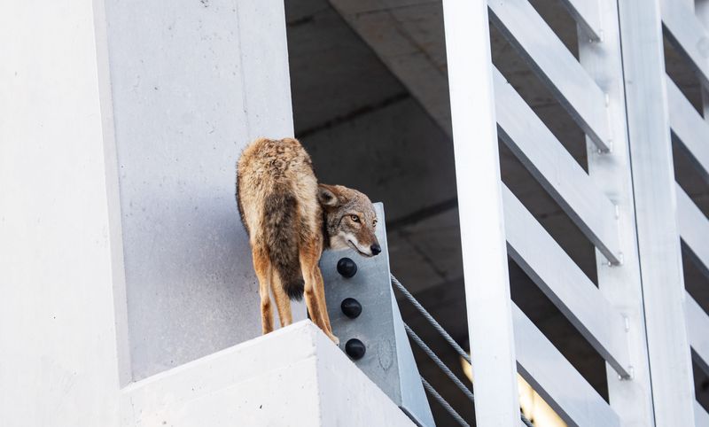 A wayward coyote made its way onto the ledge of the parking garage at the Luminary Hotel in downtown Fort Myers on Tuesday, Nov. 25, 2025. Members Fort Myers Police Department, Fort Myers Fire Department and Florida Fish and Wildlife responded to the scene along with a crowd of curious onlookers. The coyote jumped back into the garage and made its way safely out of the garage and was seen heading towards Fort Myers.