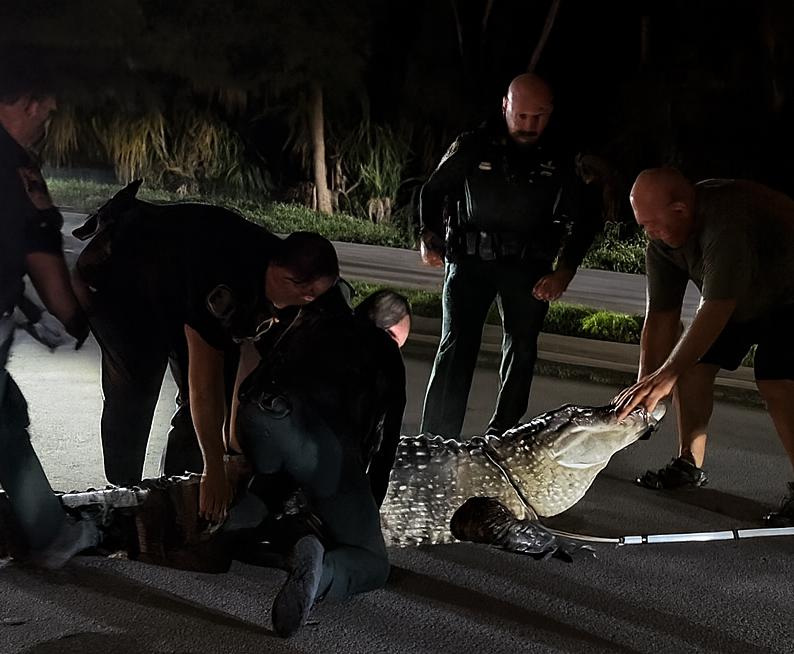 Deputies responded around 5 p.m. Dec. 2, 2025, after a 14-foot alligator set off a house alarm and settled in a Sarasota neighborhood street.
