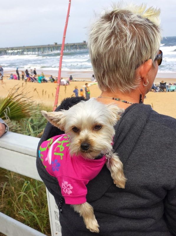 Lynn Blanford's Yorkie, Macy, was killed by a coyote on Thursday, Nov. 20, 2025, in Ormond Beach. The dog's body was found in Sanchez Park.