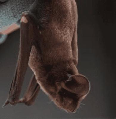 Florida bonetted bat