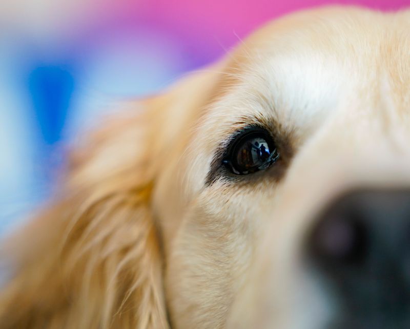 Lemon, a 5-year-old golden retriever and one of the Child Life Facility dogs, looks up to Child Life Specialist and primary handler Sarah Mallardi as they visit with a patient at Golisano Children's Hospital in Fort Myers, Fla., on Thursday, Oct. 23, 2025.