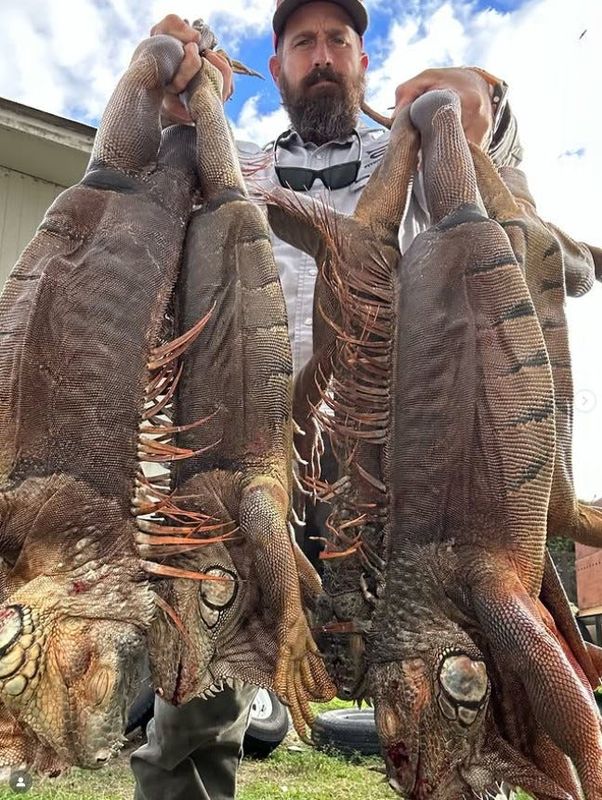 Mike Kimmel, who goes by Python Cowboy on social media, leads guided hunts for invasive green iguanas.