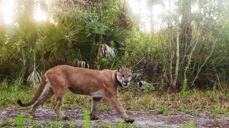 A collared male Florida panther passes through Corkscrew Regional Ecosystem Watershed in early May of 2025. Photographed with a remote camera trap system. The rare cats use CREW as a hunting grounds and wildlife corridor.