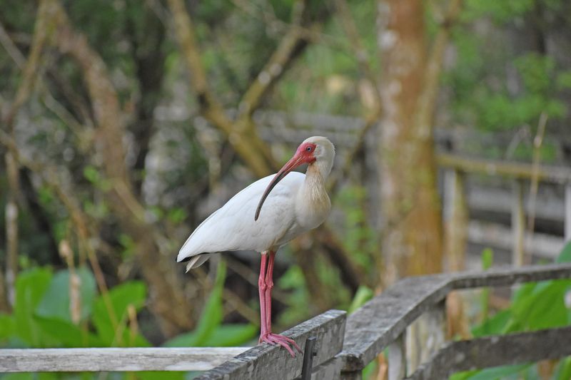 From now through April 30, the boardwalk at Audubon’s Corkscrew Swamp Sanctuary has extended hours