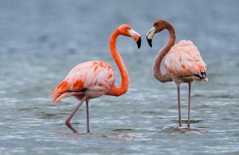 A pair of flamingos feed in the Indian River Lagoon on the Merritt Island National Wildlife Refuge. Craig Bailey/FLORIDA TODAY via USA TODAY NETWORK