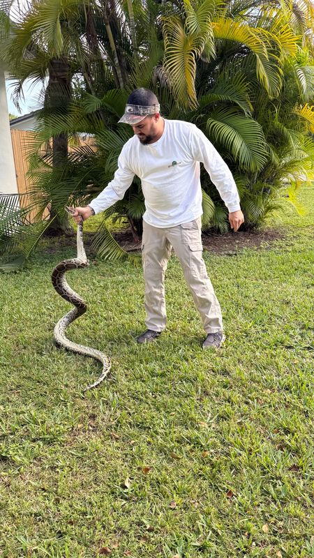 Michael Ronquillo of Humane Iguana Control pulled a Burmese python out of an urban backyard in Miami-Dade County in December 2025.
