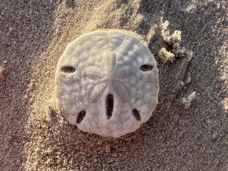 A sand dollar test that has been bleached out by the sun.