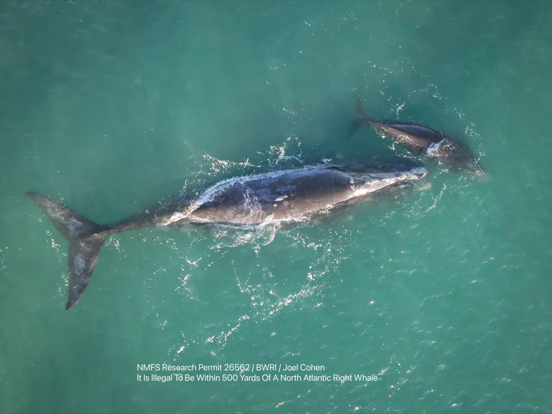 North Atlantic right whale Callosity Back and her calf are first spotted off Florida's Coast on Dec. 19 2025.