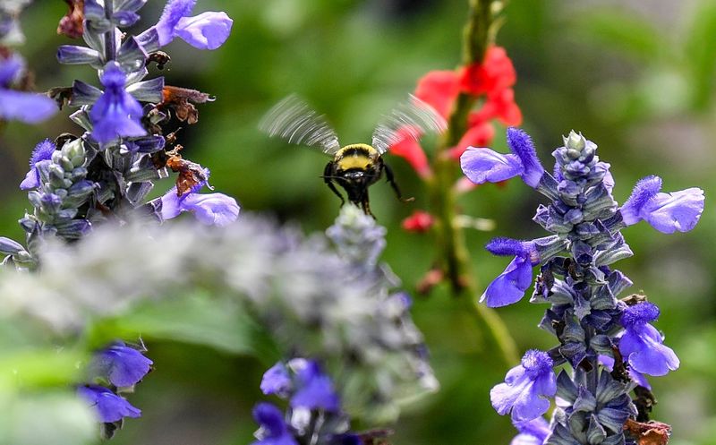 A bumblebee gathers pollen between rain showers in Melbourne. Bumblebees are particularly good pollinators. Buzz pollination helps plants produce more fruit. Craig Bailey/FLORIDA TODAY via USA TODAY NETWORK