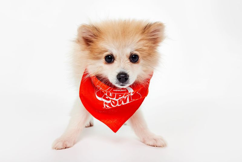 Clementine from Florida Little Dog Rescue in St. Cloud, Team Ruff.
