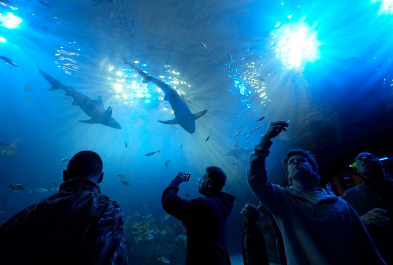Mote Science Education Aquarium is at 225 University Town Center Drive, Sarasota.