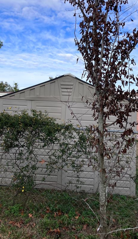 Carpinus caroliniana, eastern hornbeam or iron wood, is marcescent, retains brown leaves through the winter. Evergreen winter blooming Carolina jessamine is the vine.