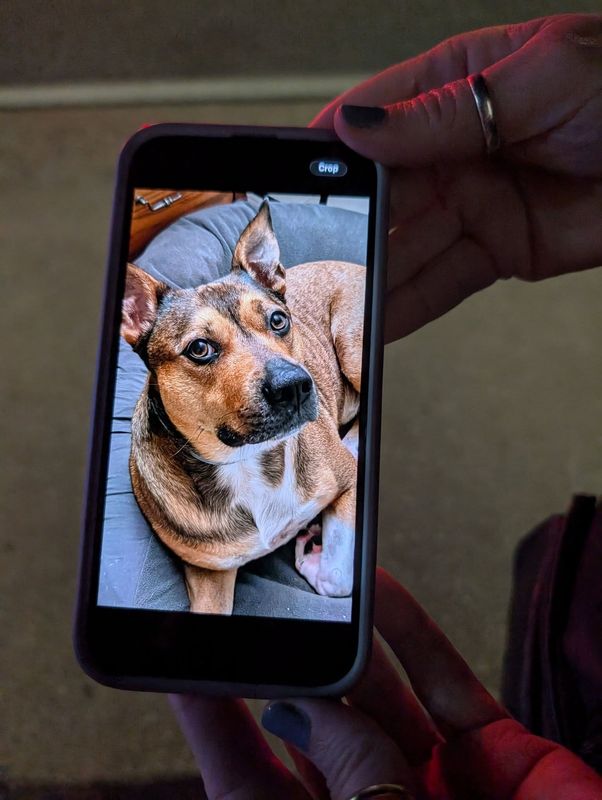 Rocky went missing after a car hit his owner in Daytona Beach Shores on Jan. 20, 2026.