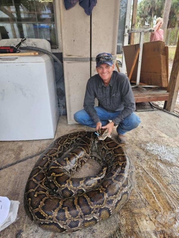 Contracted Burmese python hunter Carl Jackson, his wife, son and daughter, worked together to capture a 202-pound female python (16 feet, 10 inches) on Jan. 13, 2026 in the Everglades. It's the second heaviest python caught in Florida.