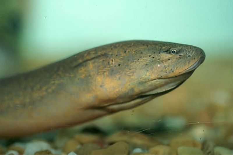 The dreaded Asian swamp eel is slithering toward Brevard County, or is it already here? Maybe cold snaps can keep it at bay.