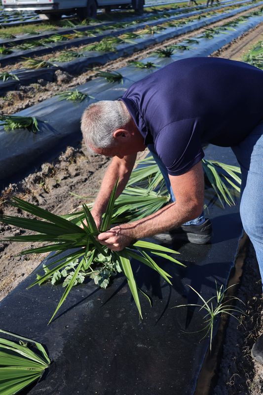 Oakes Farms was preparing for a freeze in Immokalee on Jan. 31, 2026.