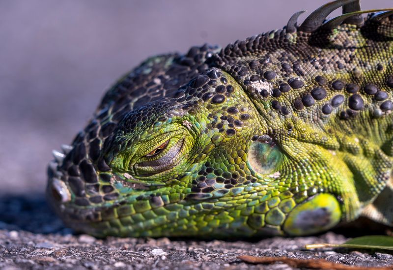 A cold stunned iguana fell fell from a tree as temperatures dropped to near freezing on February, 2026, in West Palm Beach, Florida.