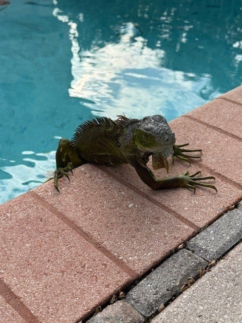 Marlon Smith, a field technician and fleet manager at Florida Gulf Coast University's Water School, found a frozen green iguana FGCU's Vester Field Station in Bonita Springs on Feb. 1. He turned it over to the FWC in Fort Myers.