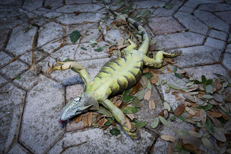 A dead iguana on a driveway after temperatures dropped near freezing on February 1, 2026, in West Palm Beach, Florida.