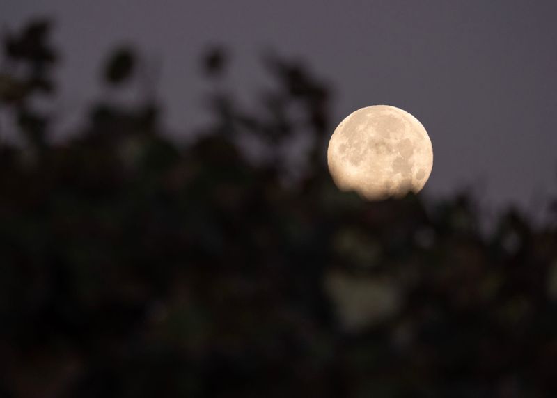 A full moon, also known as the Snow Moon, sets behind sea grapes, Feb. 2, 2026, at Jensen Beach Park. February's moon is known as the Snow Moon because it occurs around the time of peak snowfall, according to the Old Farmer's Almanac. Daily and monthly cold records were broken again on the morning of Feb. 2 on the Treasure Coast, according to the National Weather Service in Melbourne.