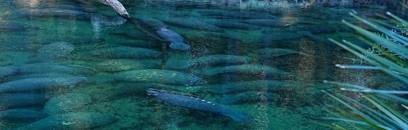 Manatees gather together at Blue Spring State Park on Monday, Feb. 2, 2026