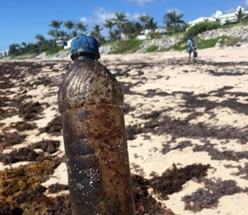 A crew member collects oily debris during a cleanup organized by the Friends of Palm Beach.