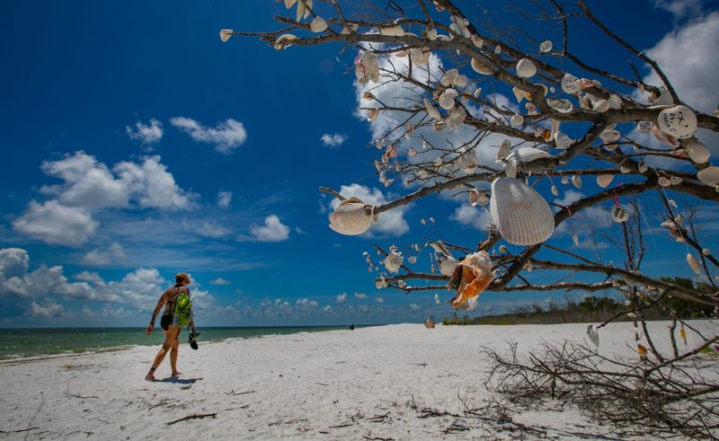 A Tigertail Beach visitor in Marco Island walks past branches decorated with sea shells on the afternoon of Thursday, June 27, 2024.
