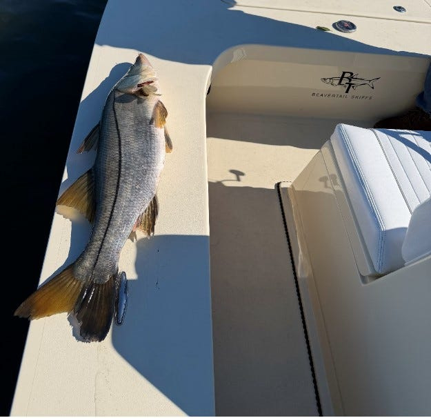 Large snook found dead off Vero Beach on Feb. 3, 2026 after cold snap blows across Florida.