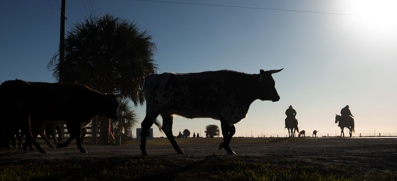 Cattle move over the landscape during the Great Florida Cattle Drive 2026 on Wednesday, Jan. 28, 2026.