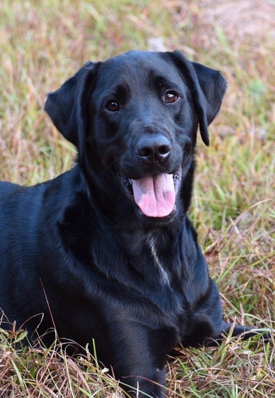 Maverick, an 11-year-old black Lab, was shot and killed by a neighbor after escaping from his yard, Feb. 9, 2026. The neighbor told police he feared for his life when the dog approached him on his property.