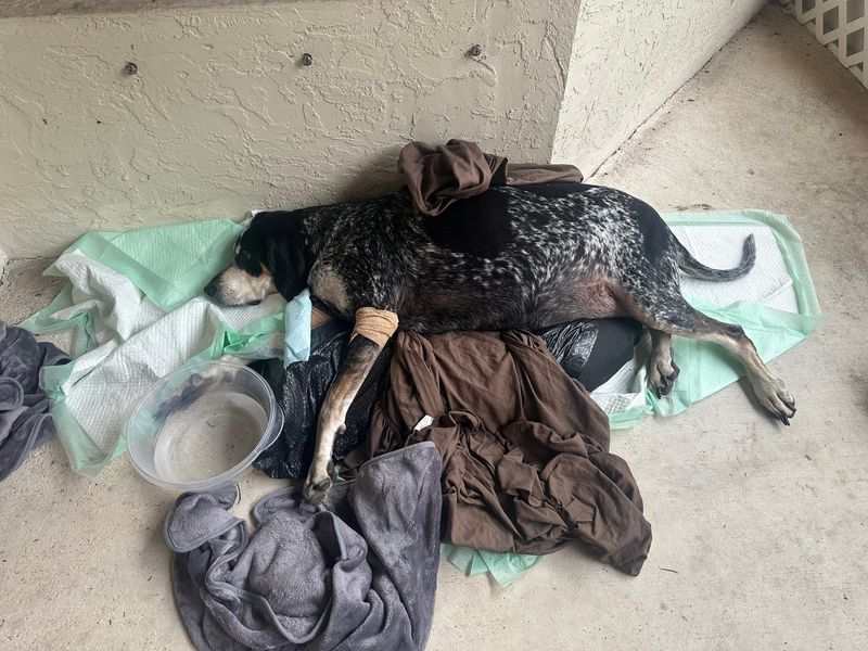 A Loxahatchee family's bluetick coonhounds Karma and Tally were healthy until they ate parts of an iguana that died during the early February 2026 freeze. They were diagnosed with botulism poisoning and are partially paralyzed in their back legs. The condition can be temporary or spread to the respiratory system where it can cause death. Tally died Feb. 16. Pictured here is Karma.