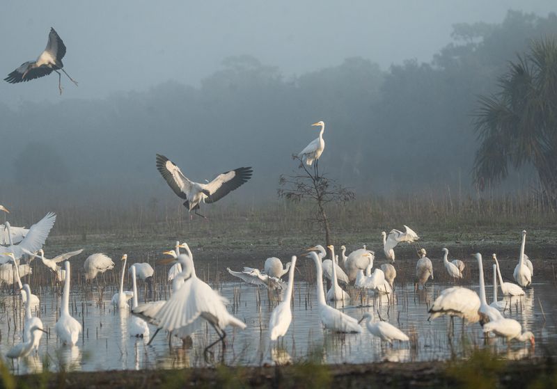 Wood storks land in a drying marsh off of Corkscrew Road on Thursday, Nov. 20, 2025.